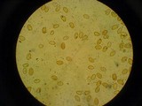 Gymnopilus ventricosus image