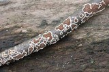 Peniophora albobadia image