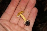 Amanita flavoconia var. inquinata image