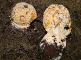 Amanita muscaria var. flavivolvata image