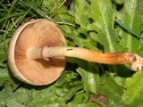 Pholiota terrestris image