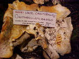 Cantharellus subalbidus image