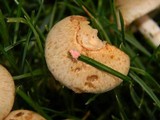 Monographella nivalis var. nivalis image