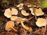 Hygrophoropsis aurantiaca image