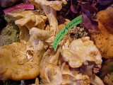 Cantharellus subalbidus image