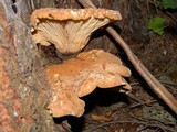 Tapinella atrotomentosa image