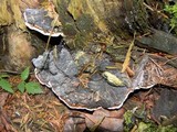 Heterobasidion occidentale image
