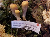 Clavariadelphus occidentalis image