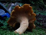 Cantharellus formosus image