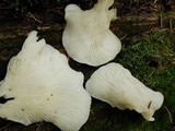 Pleurocybella porrigens image