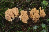 Ramaria gelatinosa image