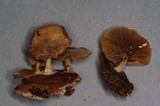 Simocybe sumptuosa image