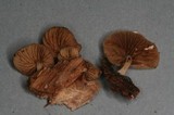 Simocybe sumptuosa image