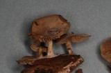 Simocybe sumptuosa image