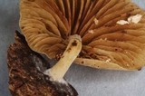 Simocybe sumptuosa image