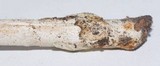 Amanita sect. Vaginatae image