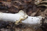 Amanita sect. Vaginatae image
