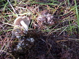 Clitocybe sclerotoidea image