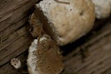 Postia ptychogaster image