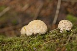 Postia ptychogaster image