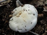 Hygrophorus sordidus image