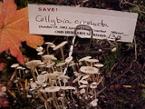 Collybia cirrhata image