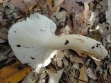 Hygrophorus sordidus image