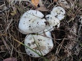 Hygrophorus sordidus image