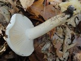Hygrophorus sordidus image