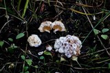 Postia ptychogaster image