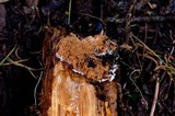 Postia ptychogaster image