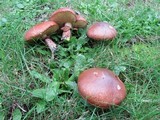 Suillus luteus image