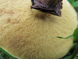 Suillus luteus image