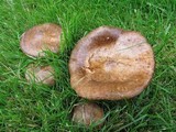 Paxillus involutus image