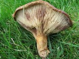 Paxillus involutus image