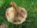 Paxillus involutus image