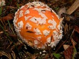 Amanita muscaria var. flavivolvata image