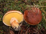 Suillus lakei image