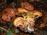 Suillus caerulescens image