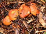 Suillus caerulescens image
