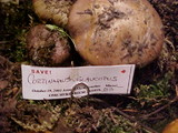 Cortinarius glaucopus image