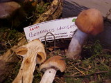 Cortinarius laniger image