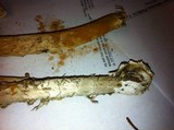 Battarrea phalloides image