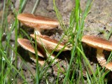 Pholiota terrestris image
