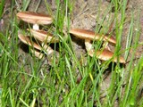 Pholiota terrestris image