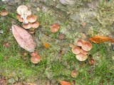 Pholiota terrestris image