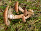 Pholiota terrestris image