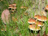 Pholiota terrestris image