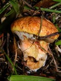 Suillus caerulescens image