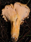 Cantharellus formosus image